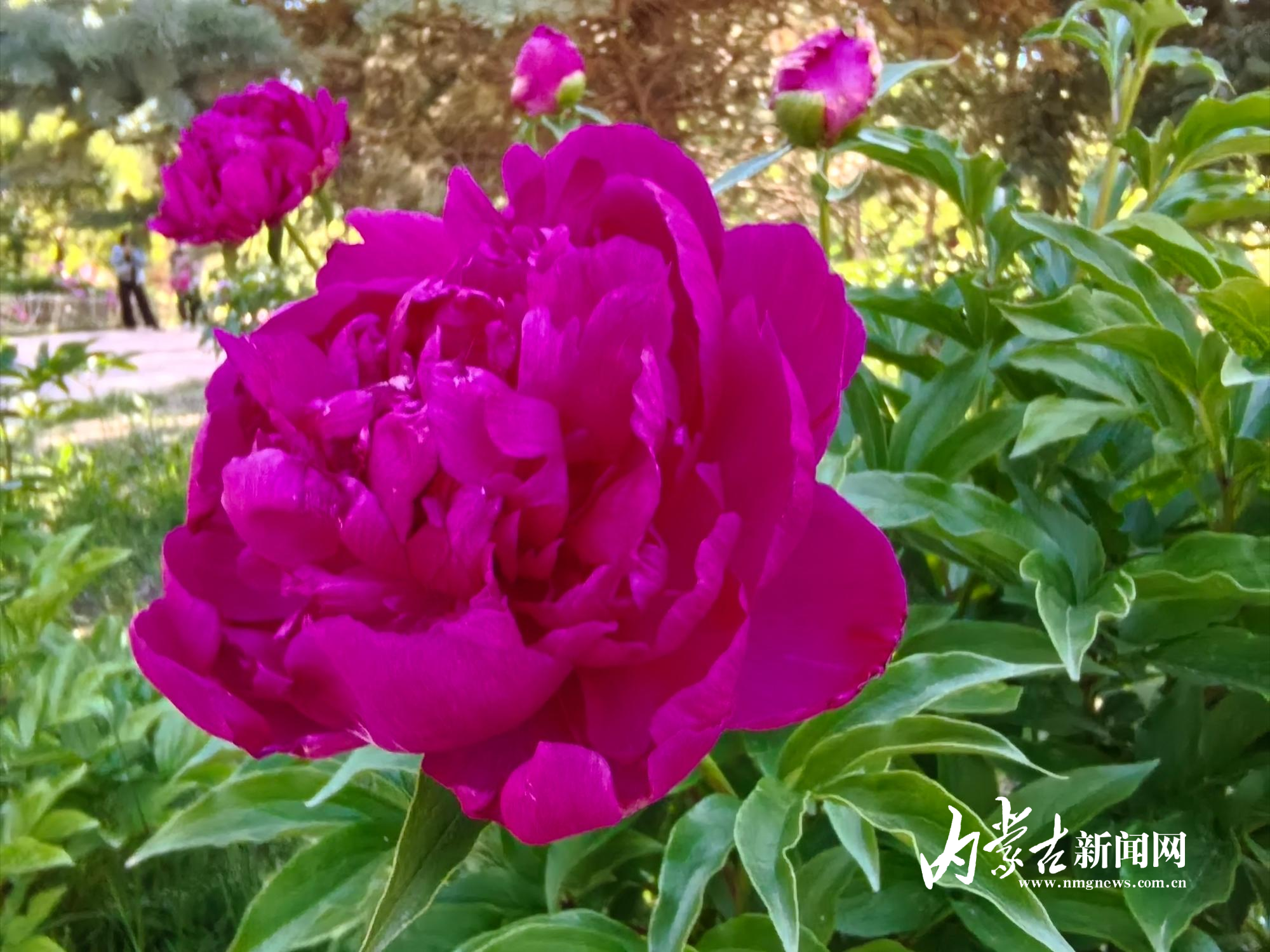 美艳芬芳 IMG_20250603_155606.jpg