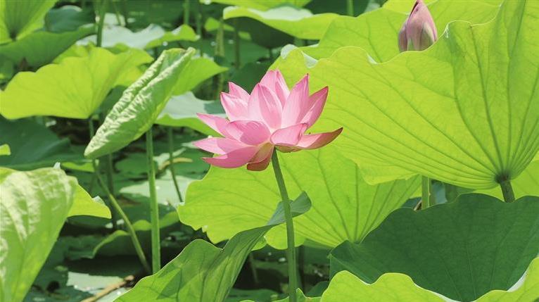 青城公园 荷花盛开