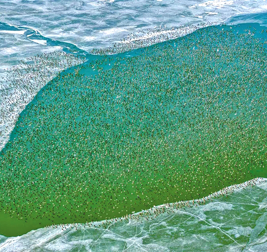 心泊湿地 梦栖沙湖