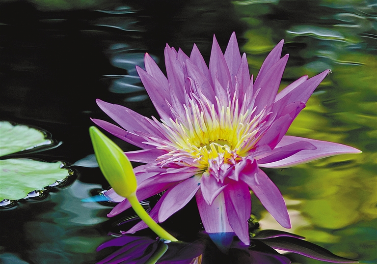 出水芙蓉