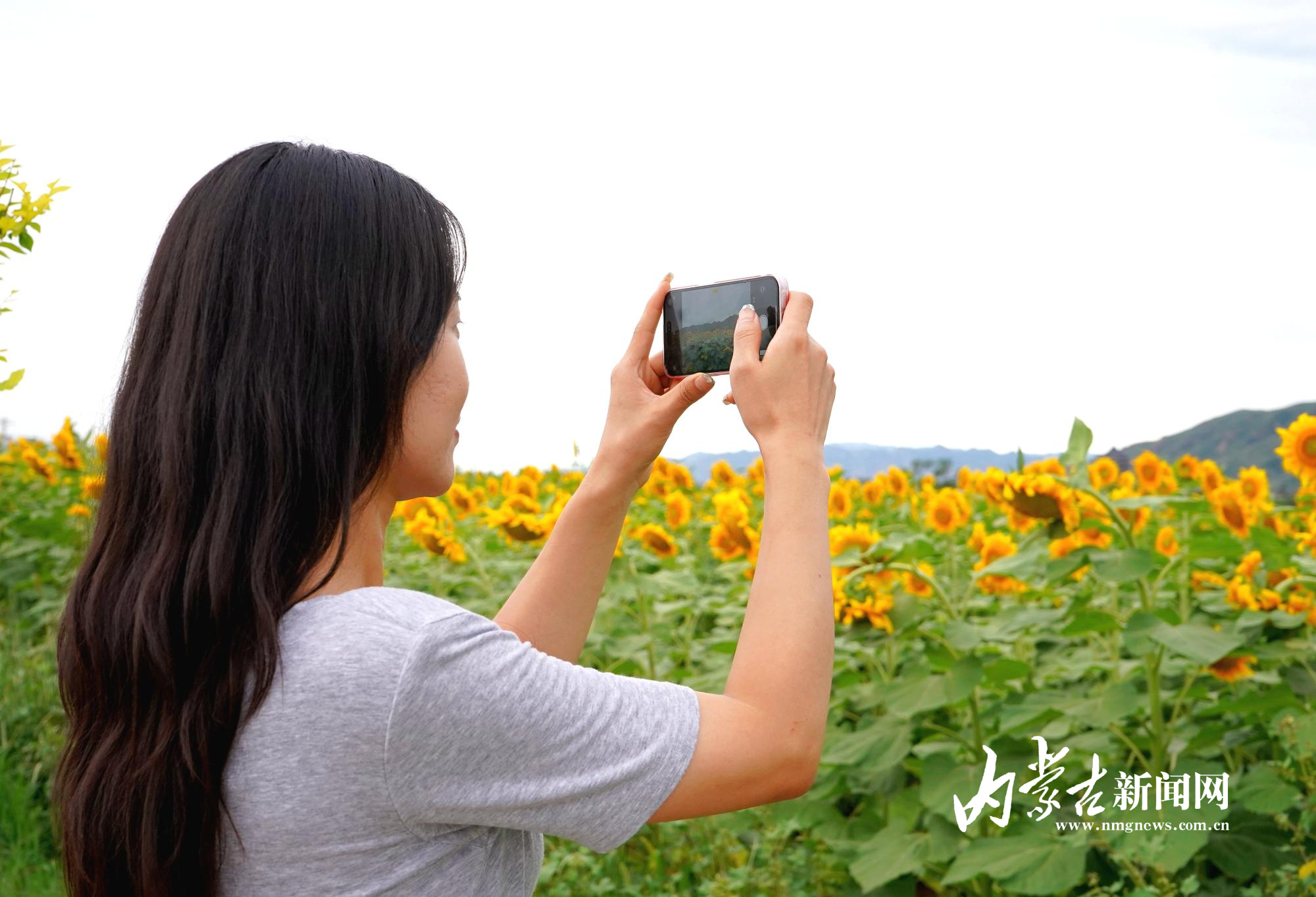 拍摄花海.jpg IMG_20250808_171245.jpg