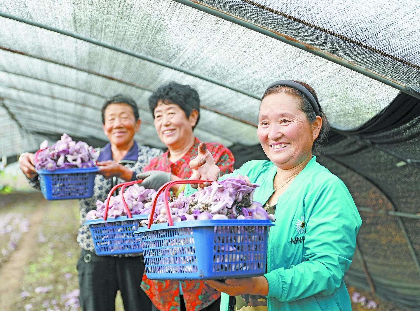 “紫精靈”成了鄉村振興的“致富傘”