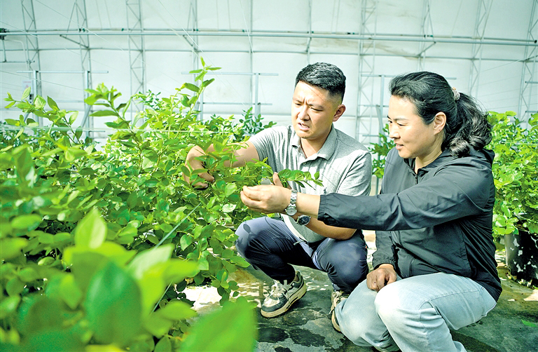 数智赋能兴农路 “南果北种”蓝莓香