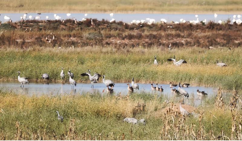 包頭濕地成候鳥“國際機場”