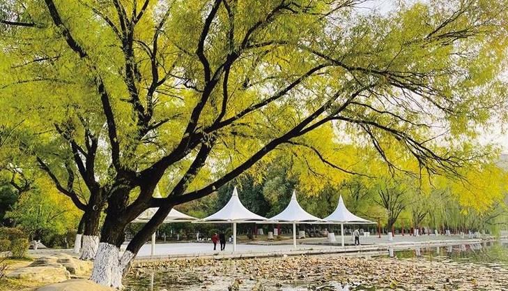 青城公园秋景如画“微改造” 提升游园体验