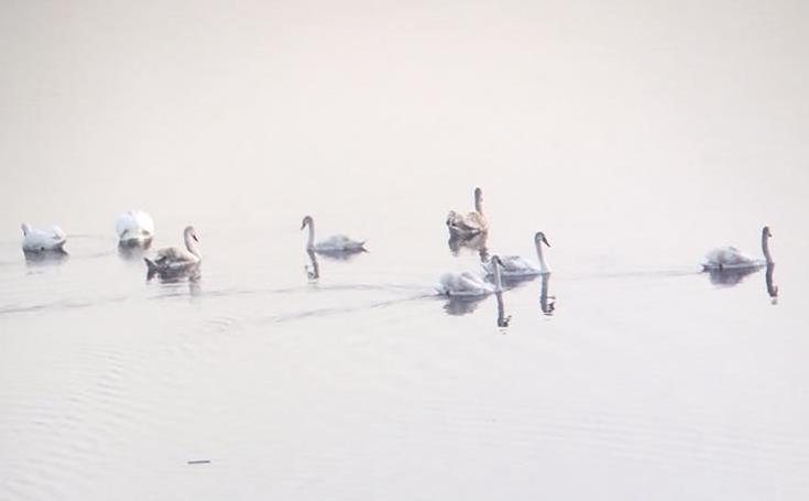 候鳥“打卡”石咀子水庫
