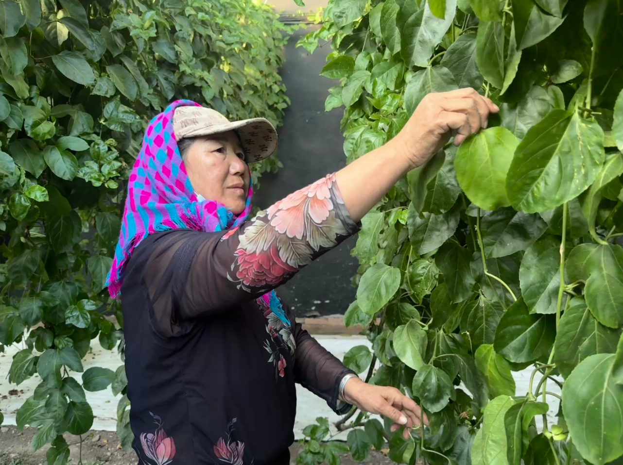 “农业+旅游”玩出新花样！这个嘎查不仅有香甜的百香果，还有爆款打卡点