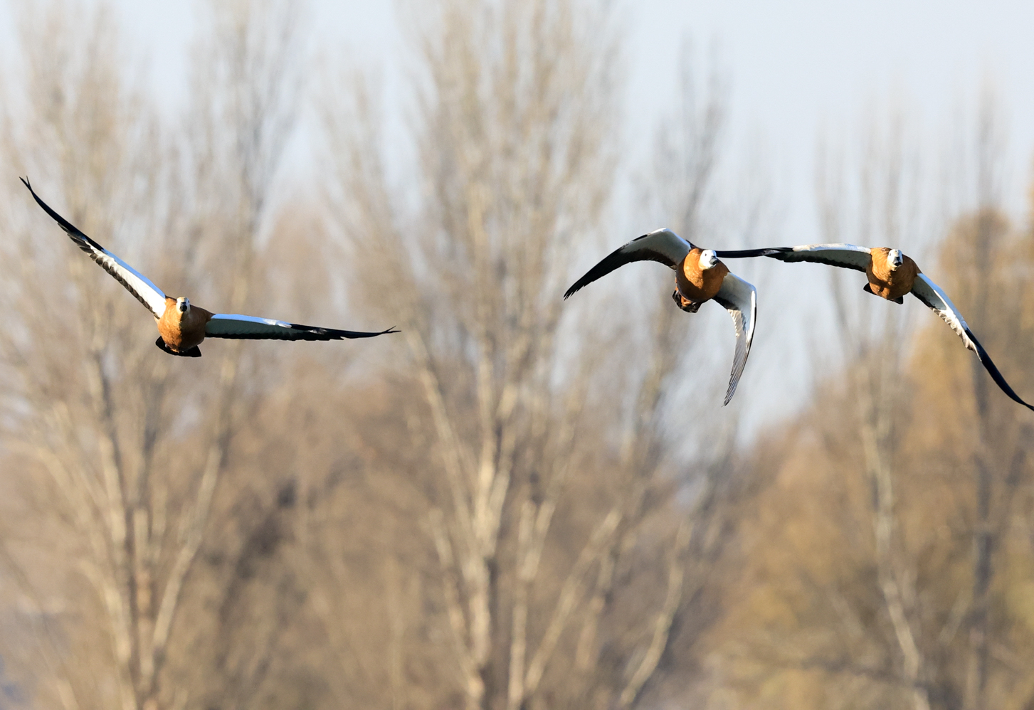 候鸟舞动大黑河畔
