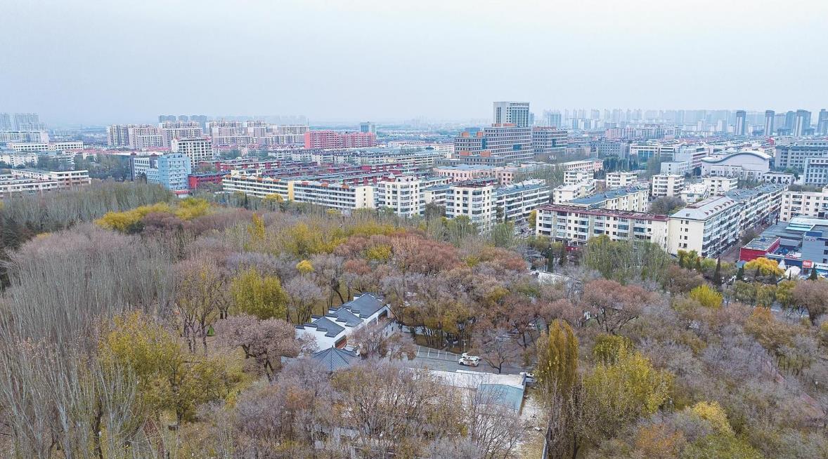 柳槐凝翠守冬色