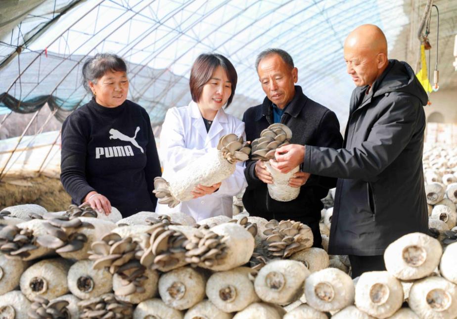 科技赋能菌菇产业