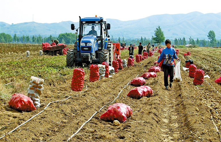 一颗小土豆背后的产业密码