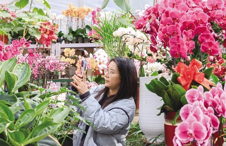 花卉綠植走俏冬日市場