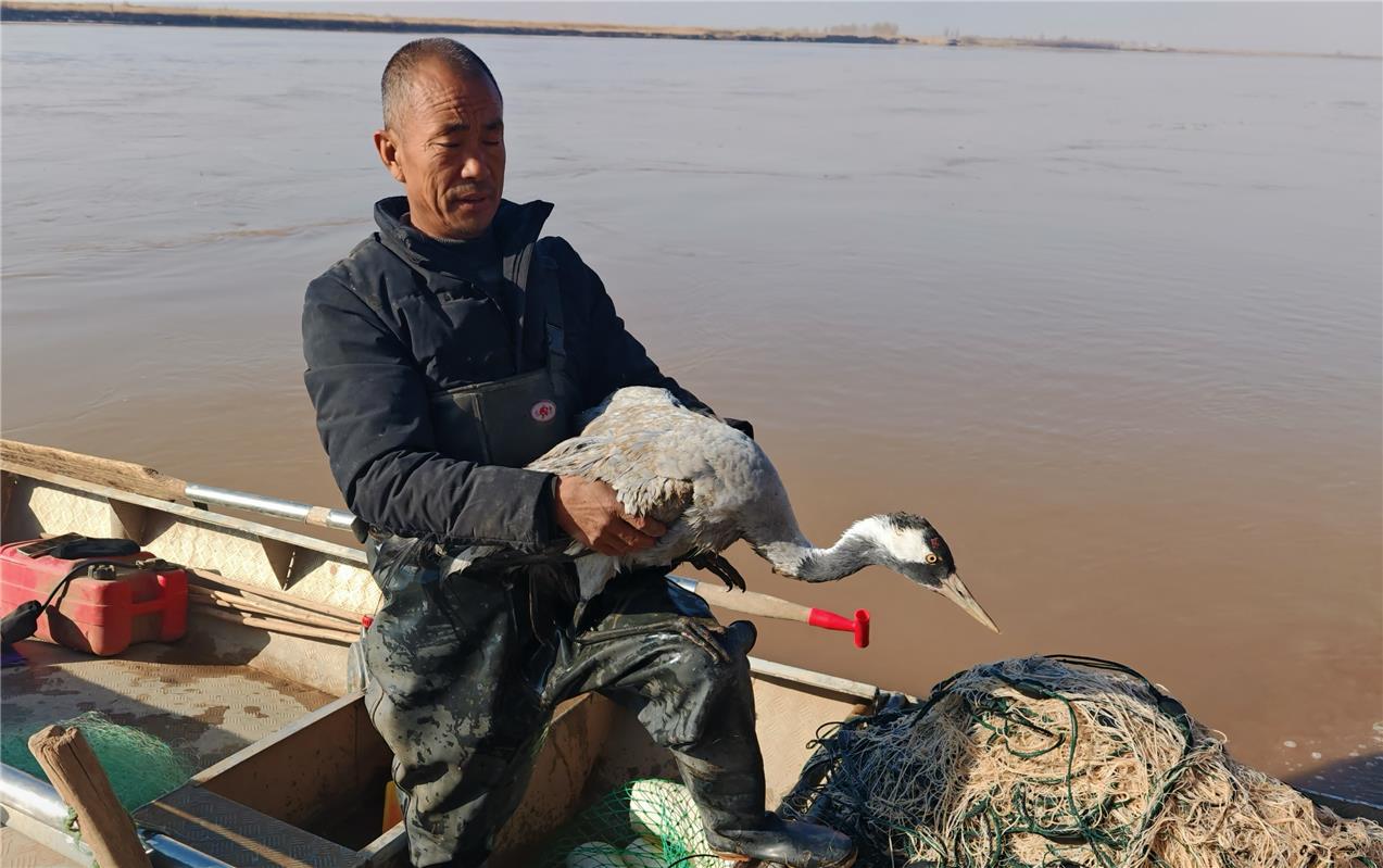 乌海市“智慧平台+人工巡护”让受伤生病候鸟被救助