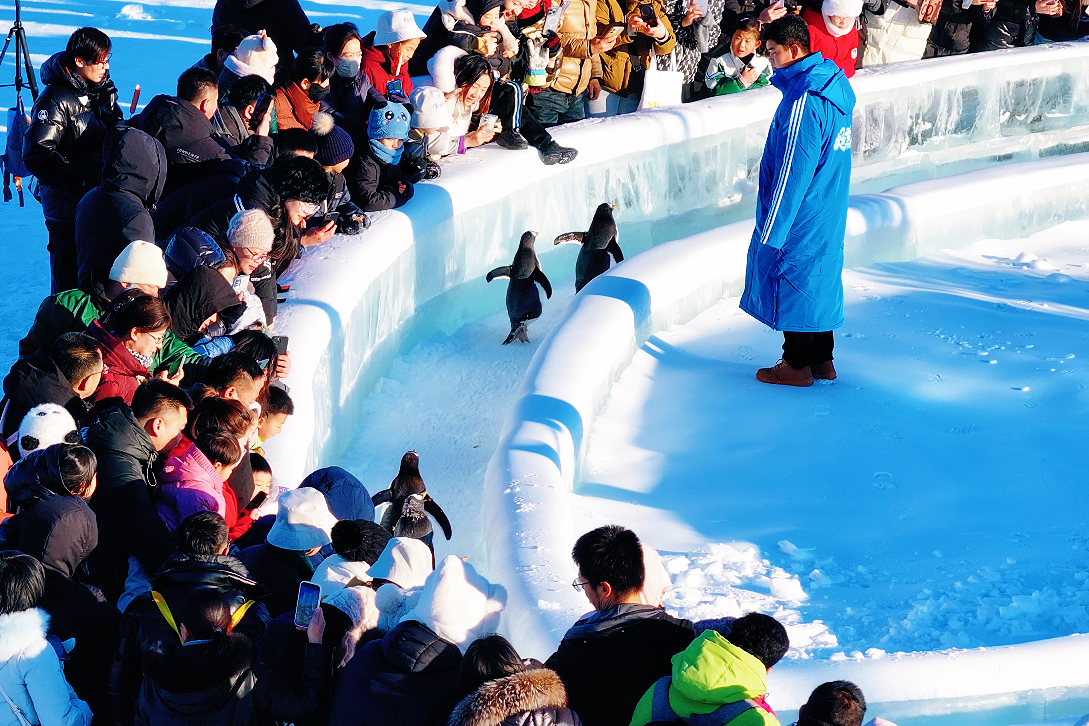 2026第五届呼和浩特欢乐冰雪节璀璨启幕