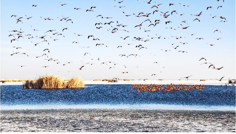 乌梁素海湿地越冬赤麻鸭单点监测数量超万只