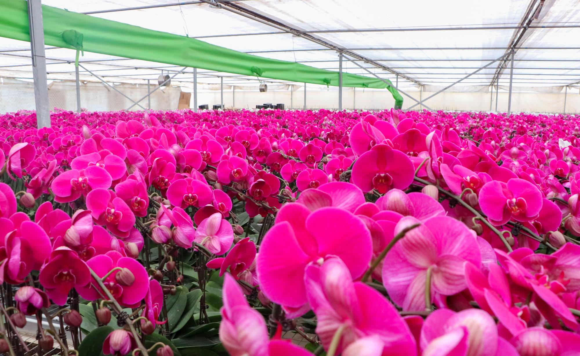 竞相绽放！内蒙古最大兰花基地迎销售旺季