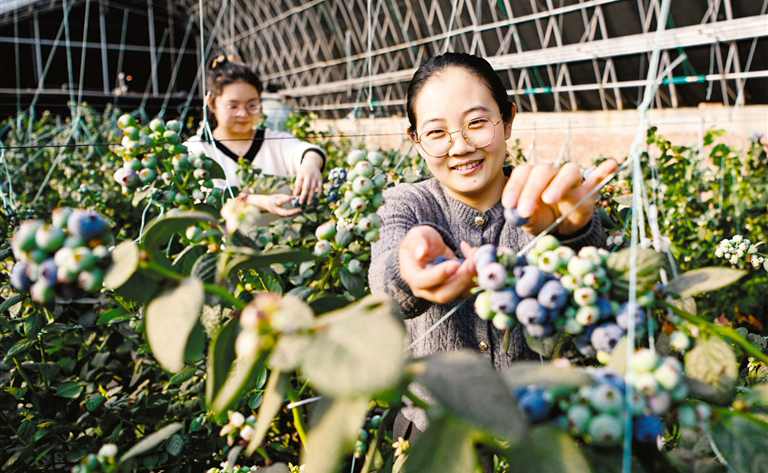 设施农业激活冬日乡村