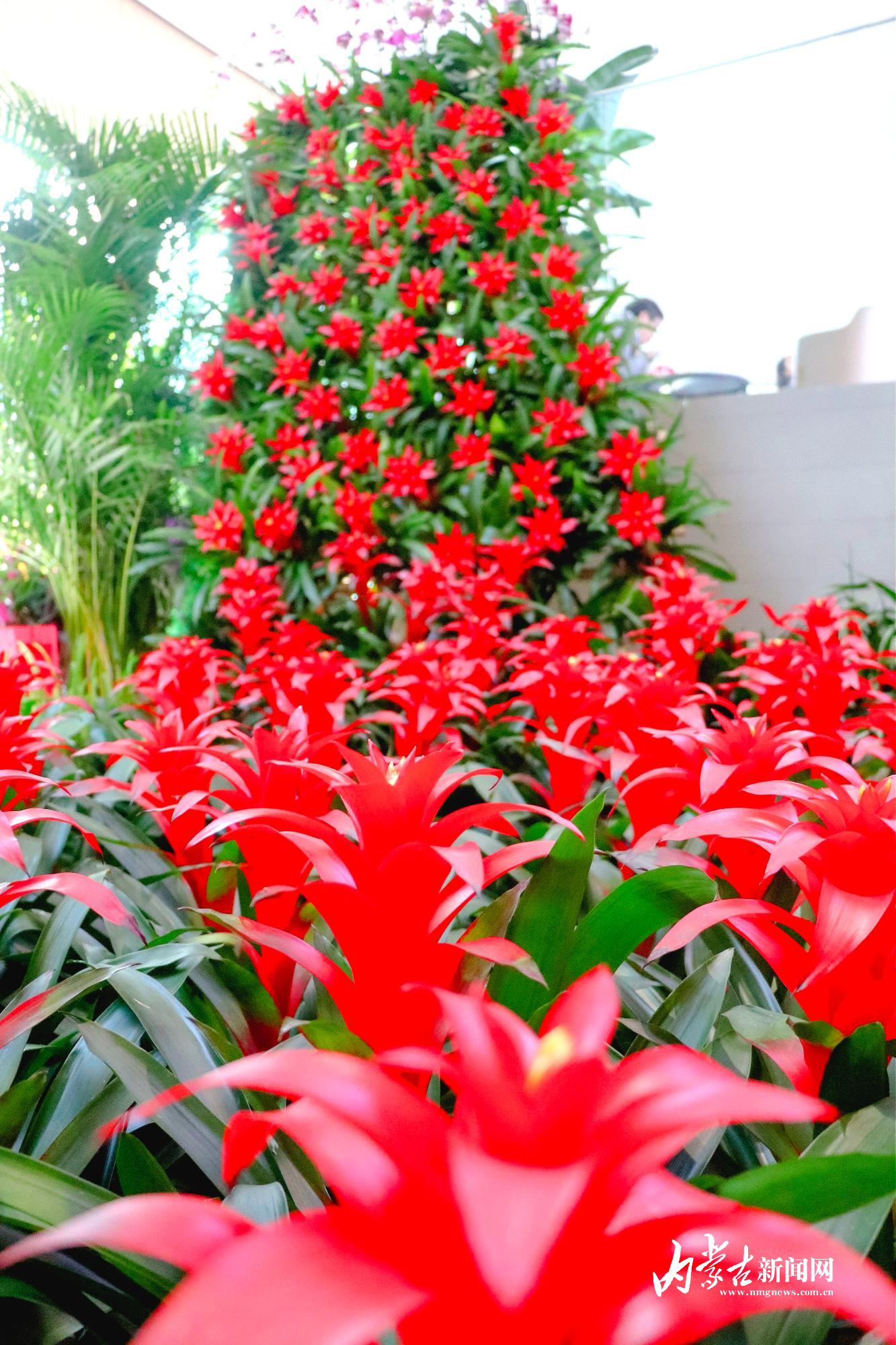 凤梨瀑布1.jpg mmexport1769305170550_edit_14391119227491.jpg