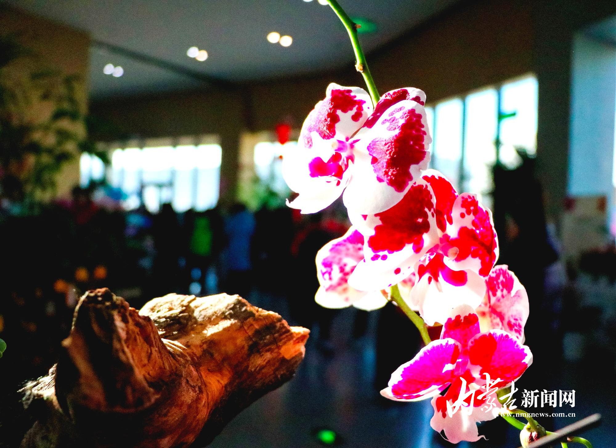 枝上迎春7.jpg mmexport1769305189920_edit_14315010830627.jpg