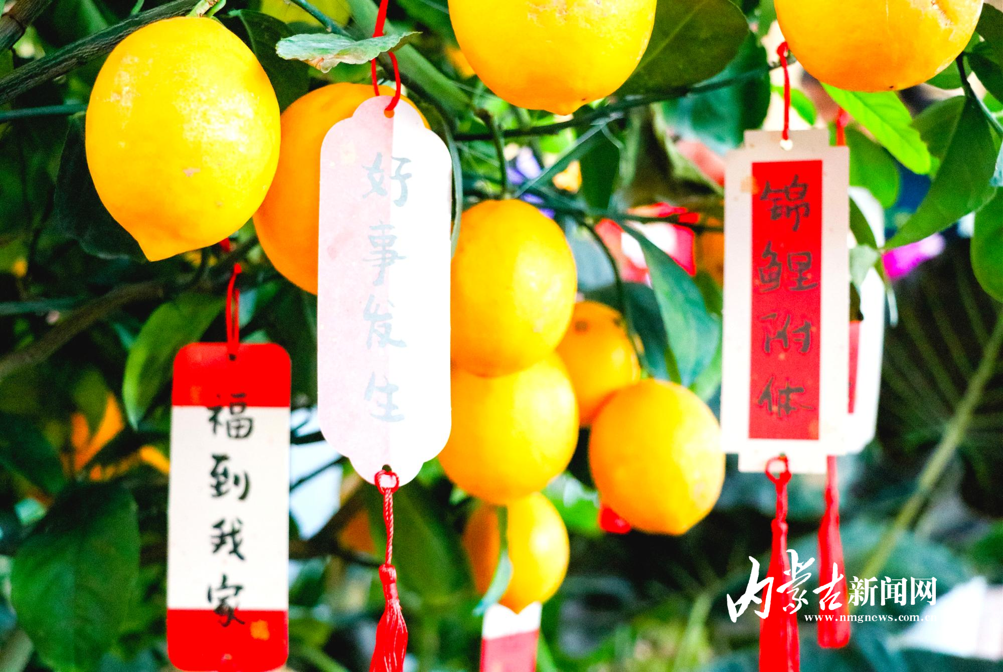 细节里满是年味.jpg mmexport1769305181157_edit_14356045354579.jpg