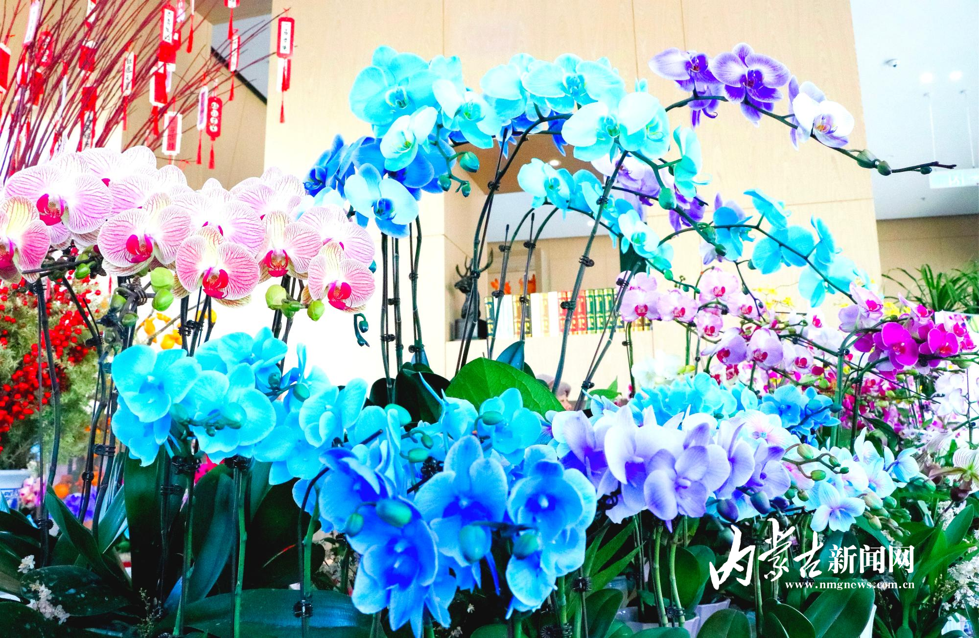 各色兰花争奇斗艳.jpg mmexport1769305162015_edit_14408960671759.jpg