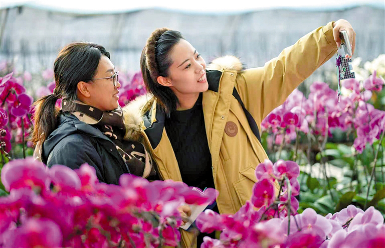 蝴蝶兰开迎新春