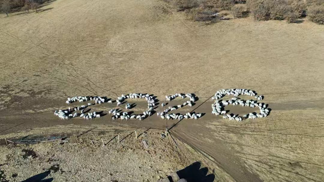 大地为纸羊群作笔  通辽牧民在草原“绘”出2026