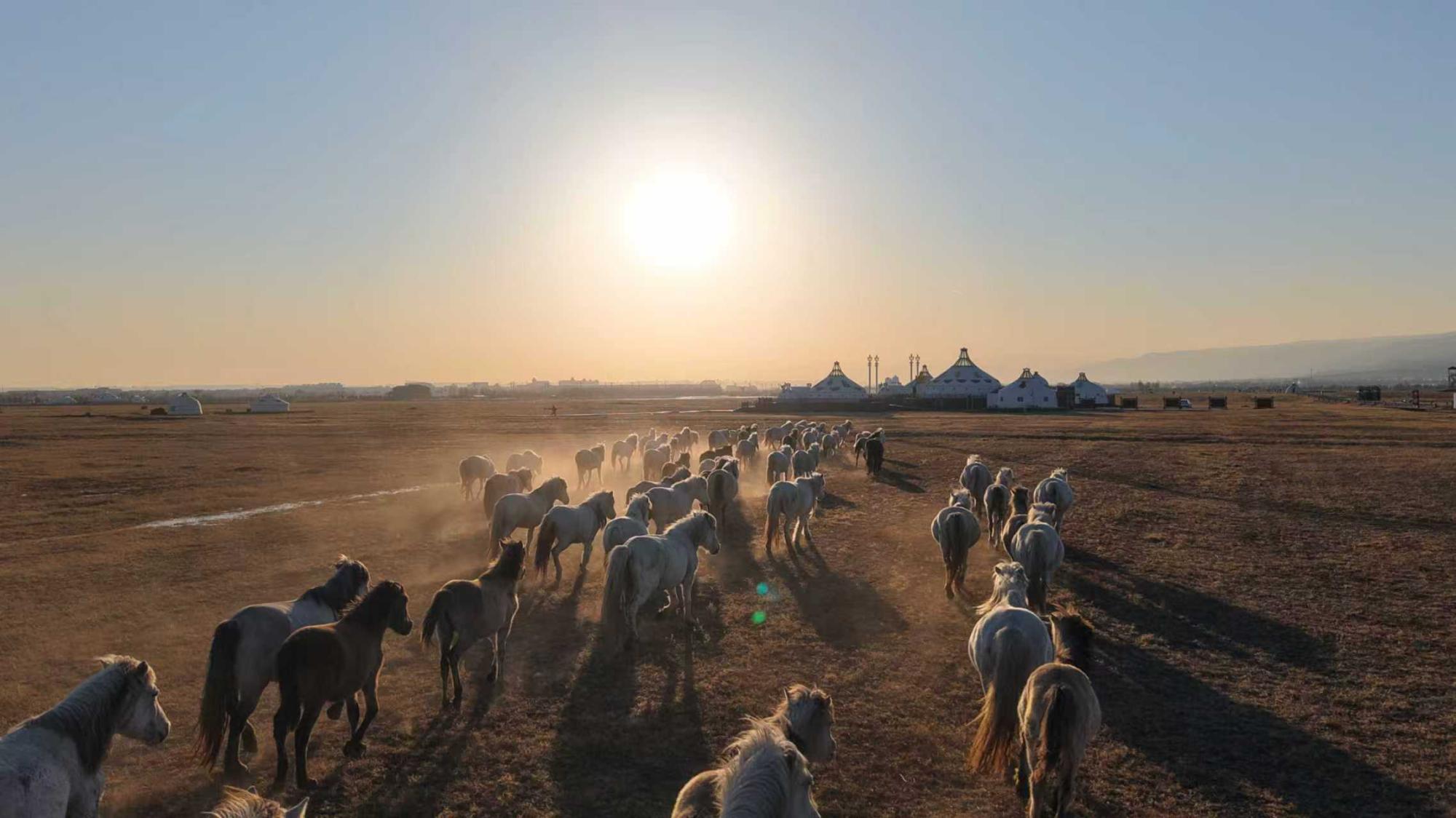 （2026新春走基层）奔马迎新春