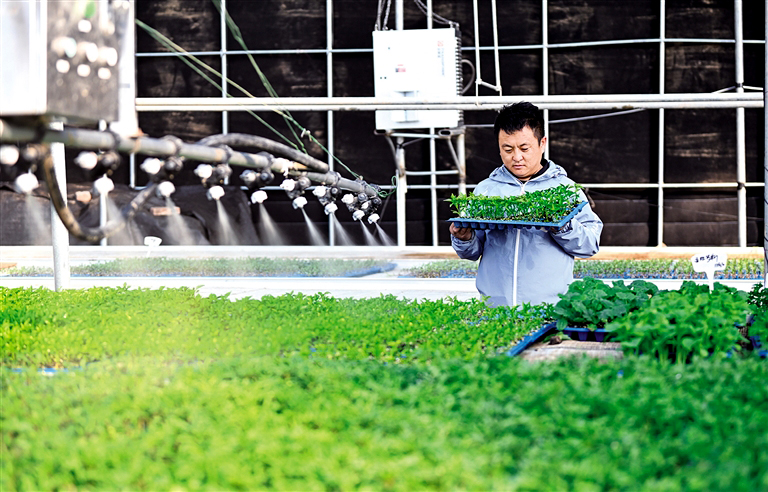 大棚育苗备春耕