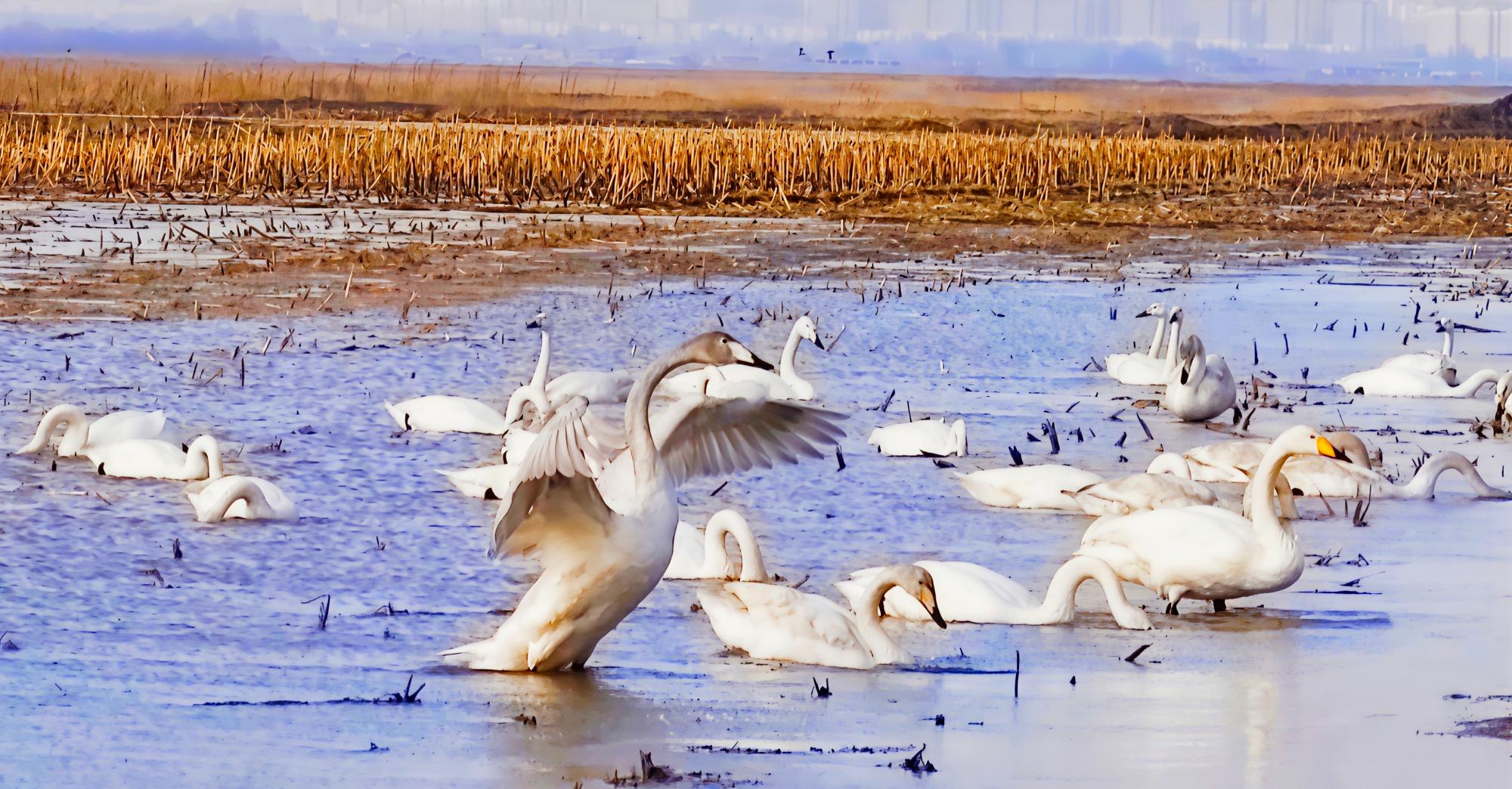 黄河岸边天鹅舞翩翩，快来赴一场春天的约会！
