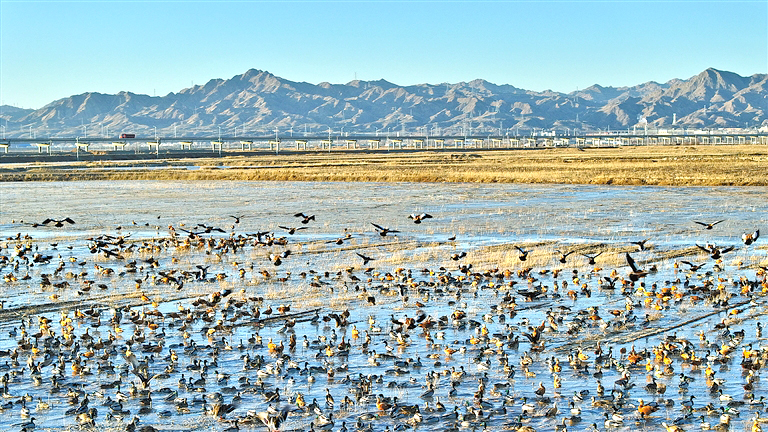 黃河濕地迎來遷徙候鳥
