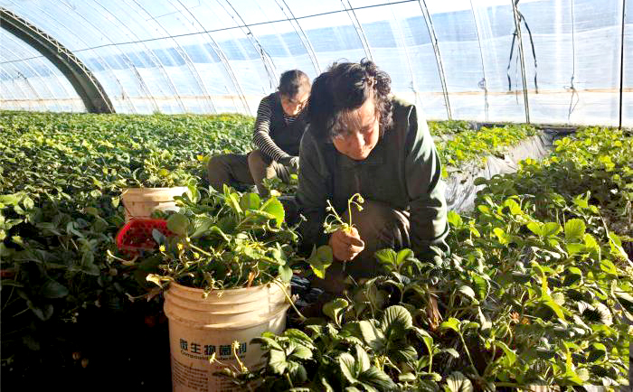 内蒙古大棚经济春意浓：草莓蓝莓“双拼”上市富农家