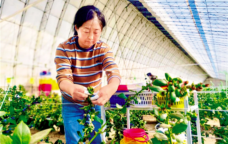 沙漠里结出蓝莓果