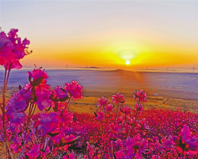 映山红花满山坡