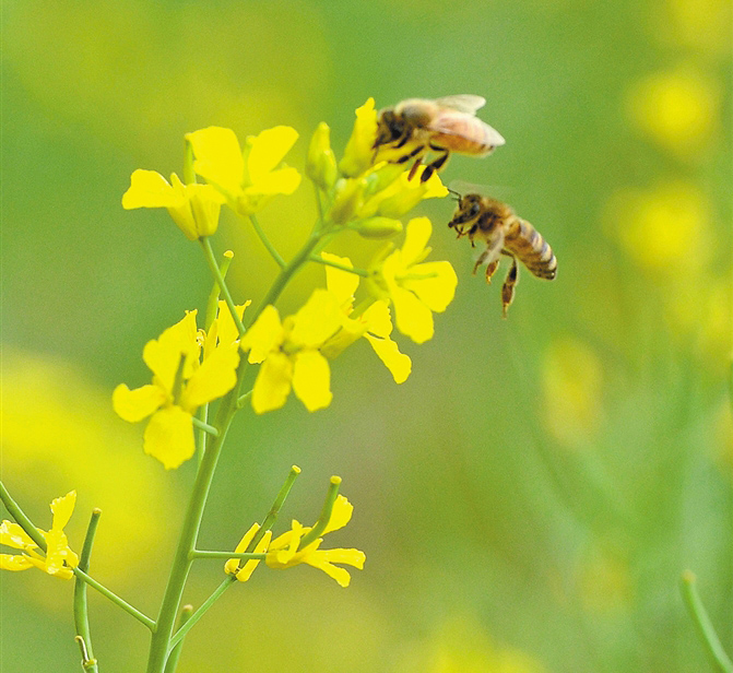 草木清欢 野蔬添香