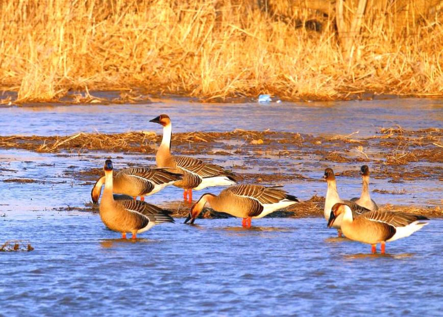 赤峰市迎來(lái)水鳥(niǎo)遷徙高峰? 7萬(wàn)余只候鳥(niǎo)北歸過(guò)境