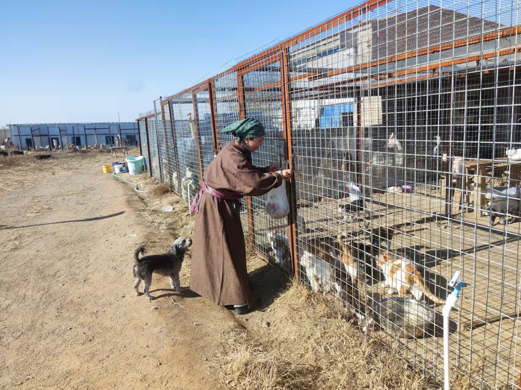 草原上的生命守护：付金艳与2800只“毛孩子”的10年