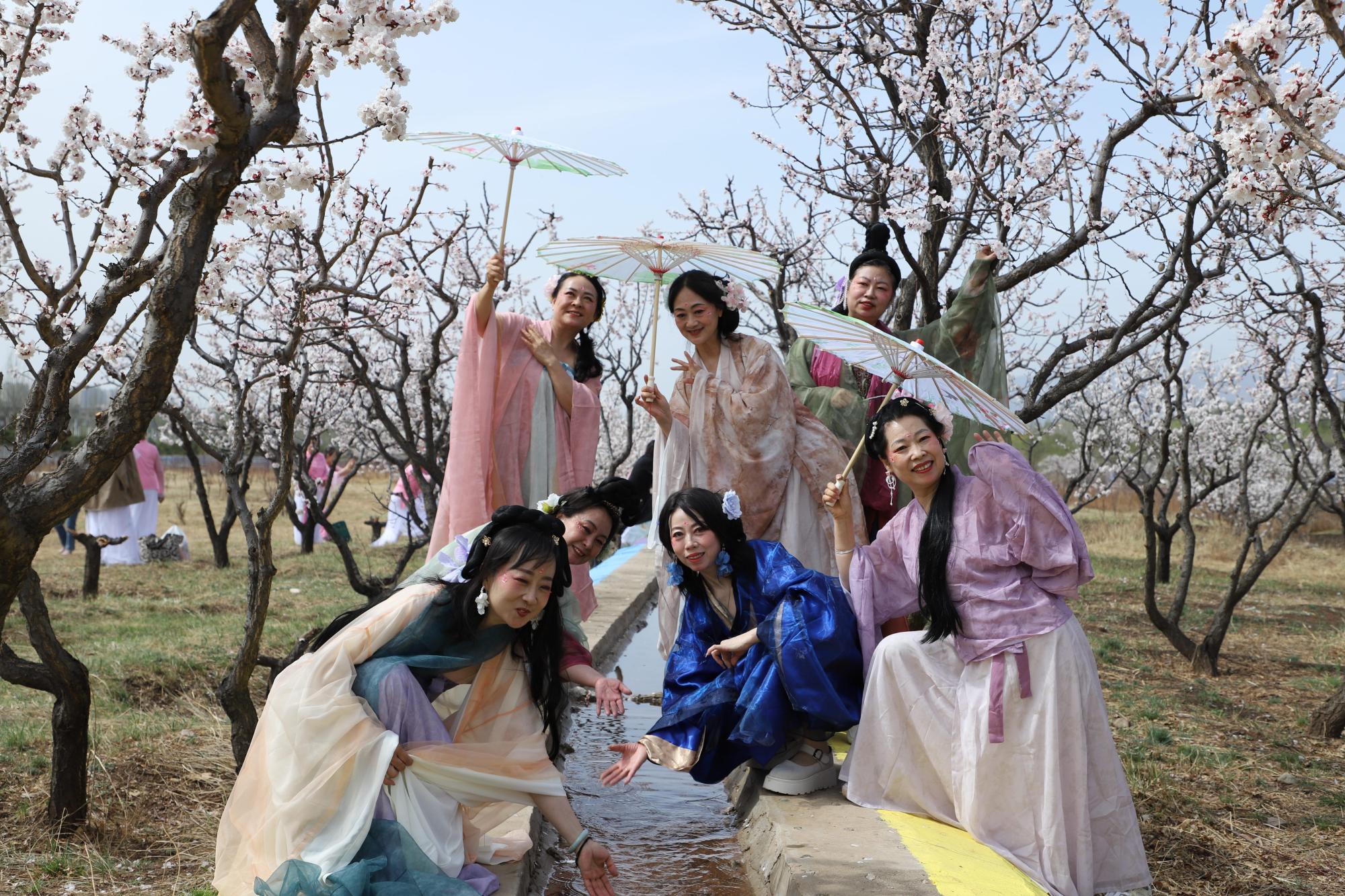 杏雨迎客来 春日赴盛会