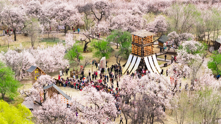 山青杏花开 客从八方来