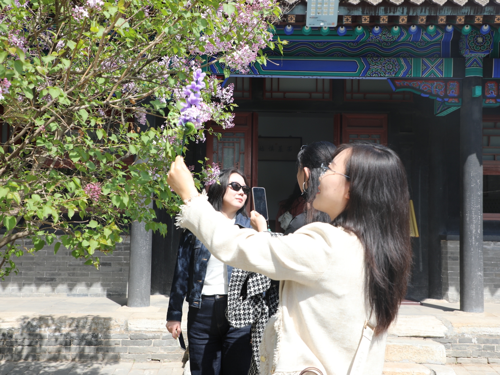 赏丁香游古建品文化 这场春日文旅盛宴暖心开启