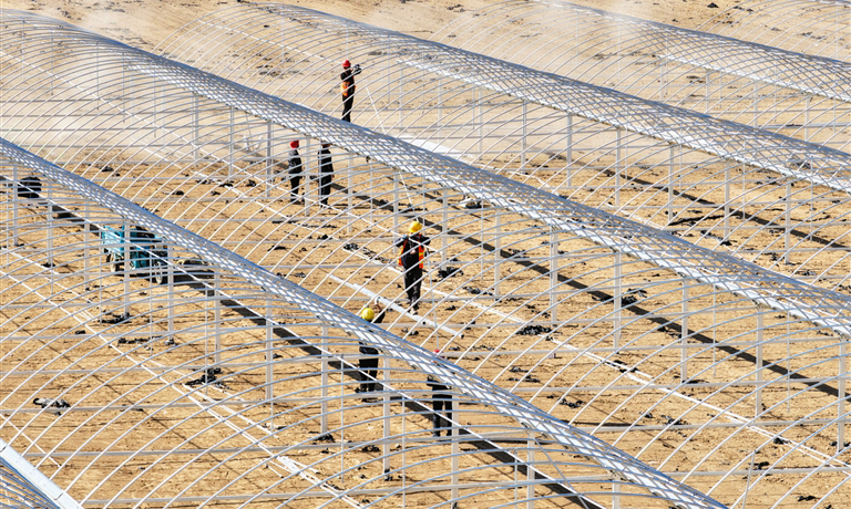 盐碱地变身致富棚