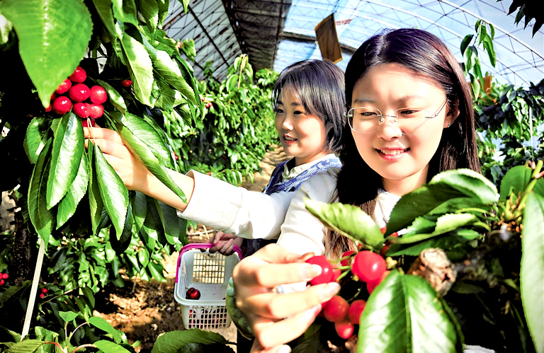 樱桃采摘甜蜜蜜 　　