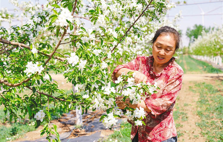 百亩果园花竞放