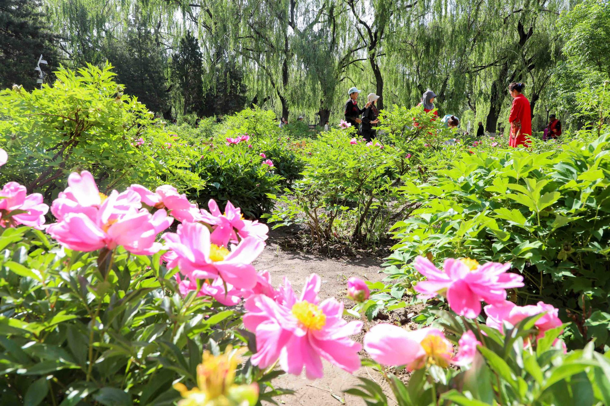芍药花开
