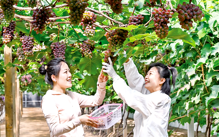 葡萄挂满藤 采摘正当时