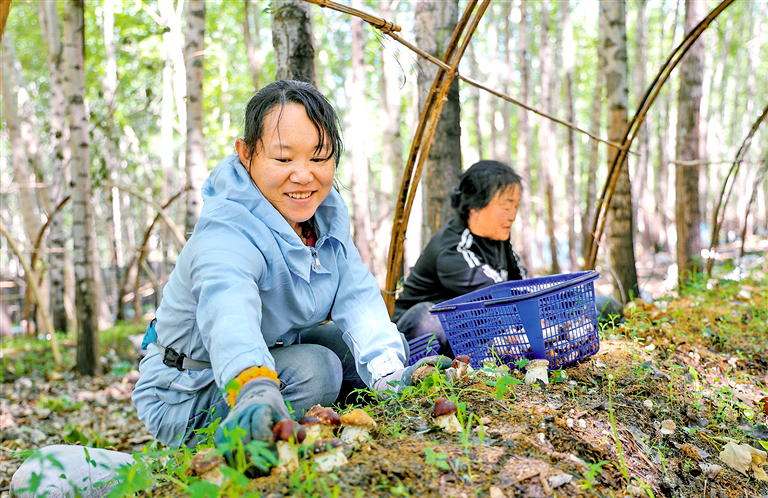 林间长出“致富菌”