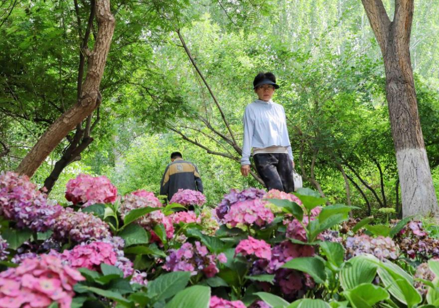 绣球花团妆点步道