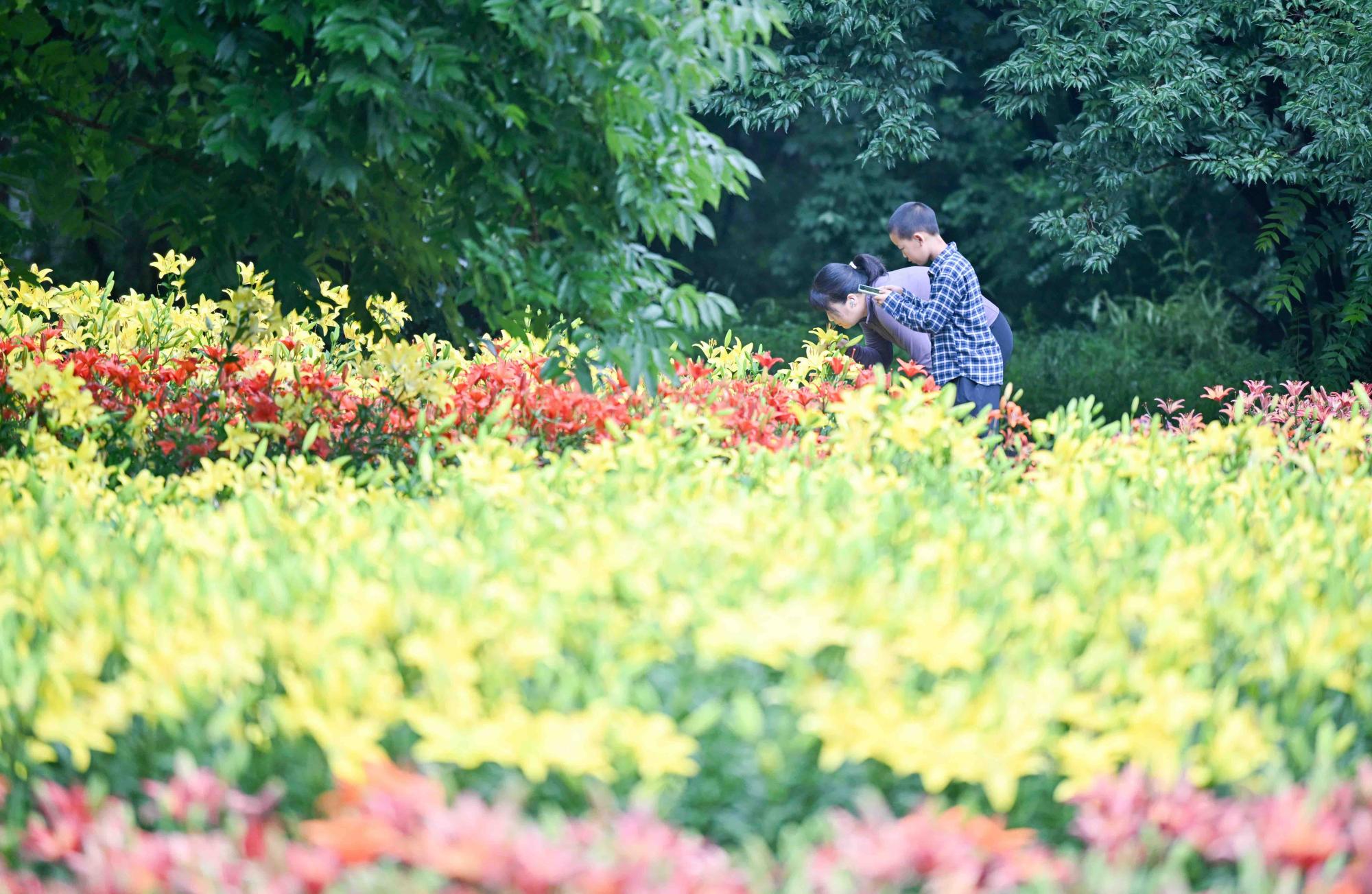 百合花海盛开
