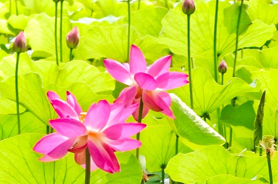 一池清荷 半城夏风