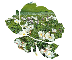 芍药语